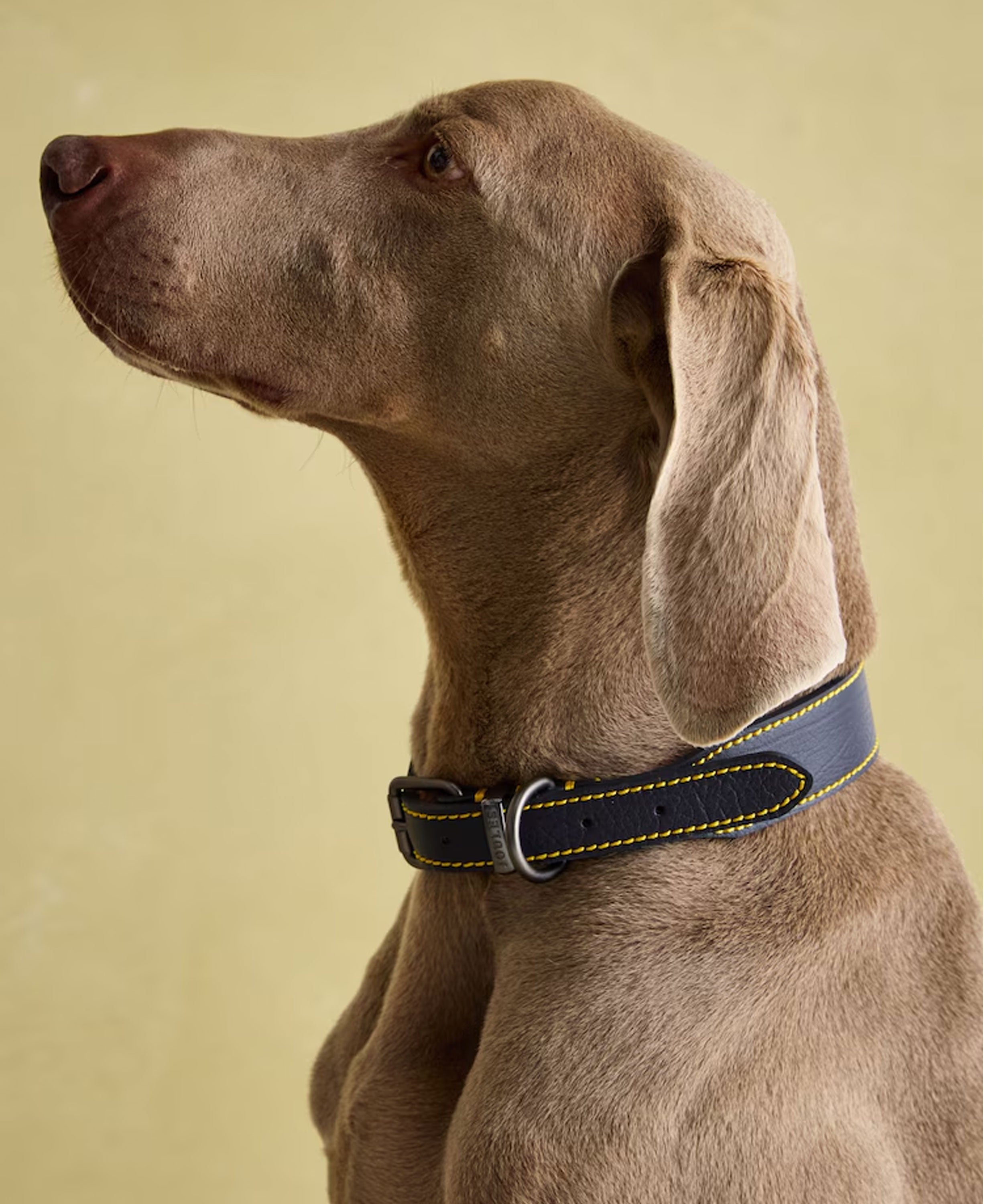 Leather Collar Large - Navy