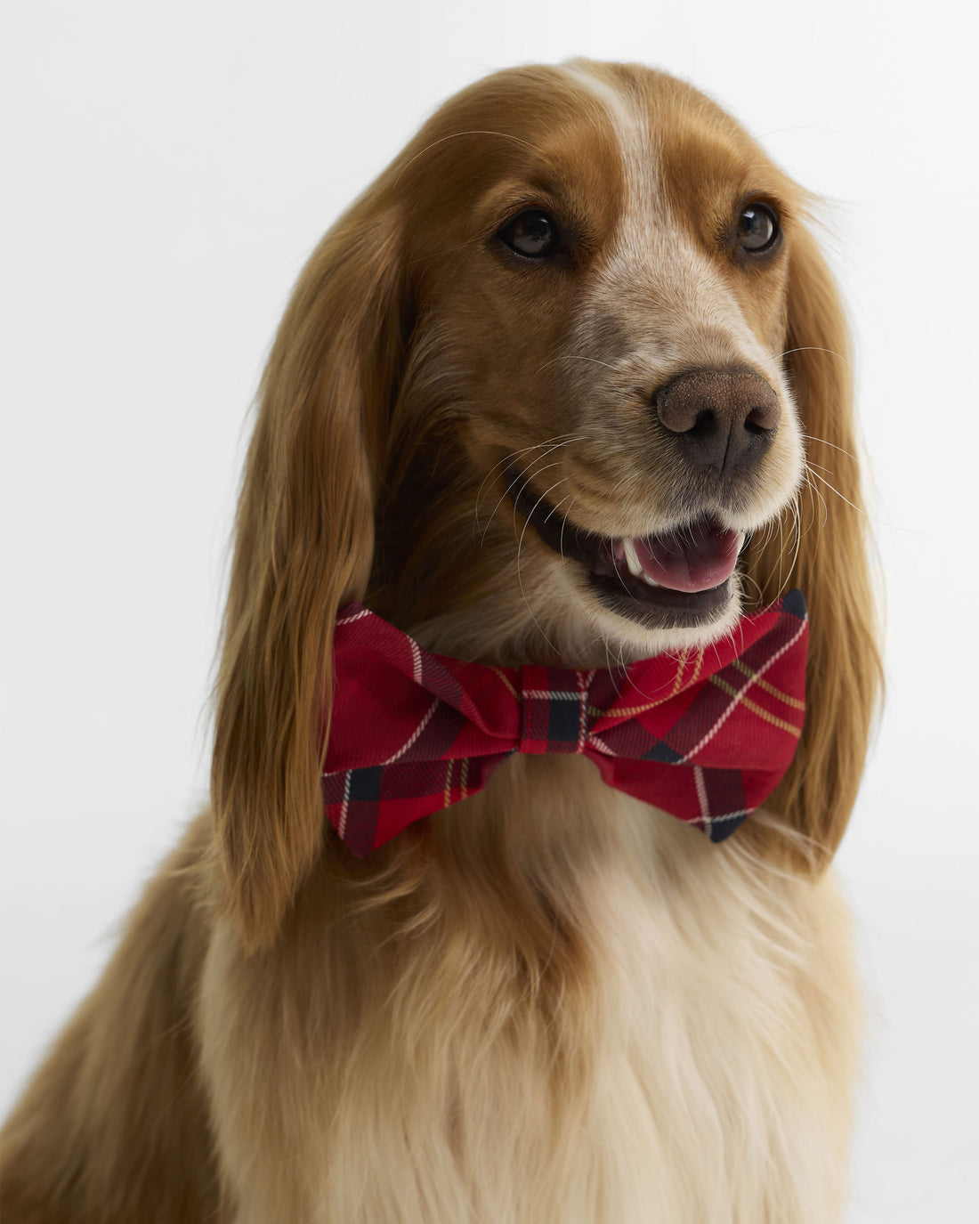 Tartan Dog Bow Tie - Cardinal Tartan