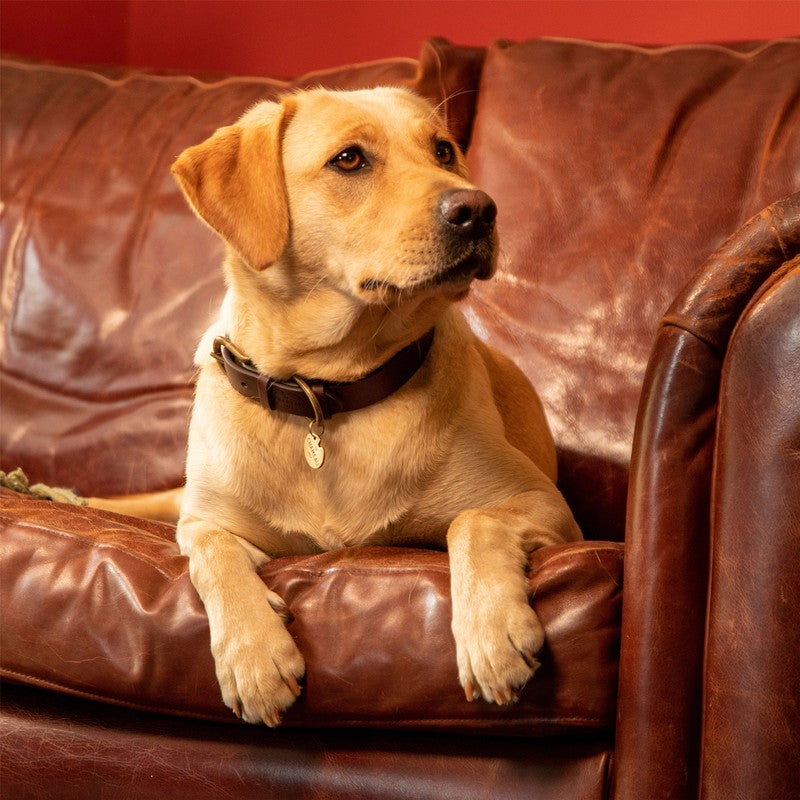 Dog Collar - Marron Fonce