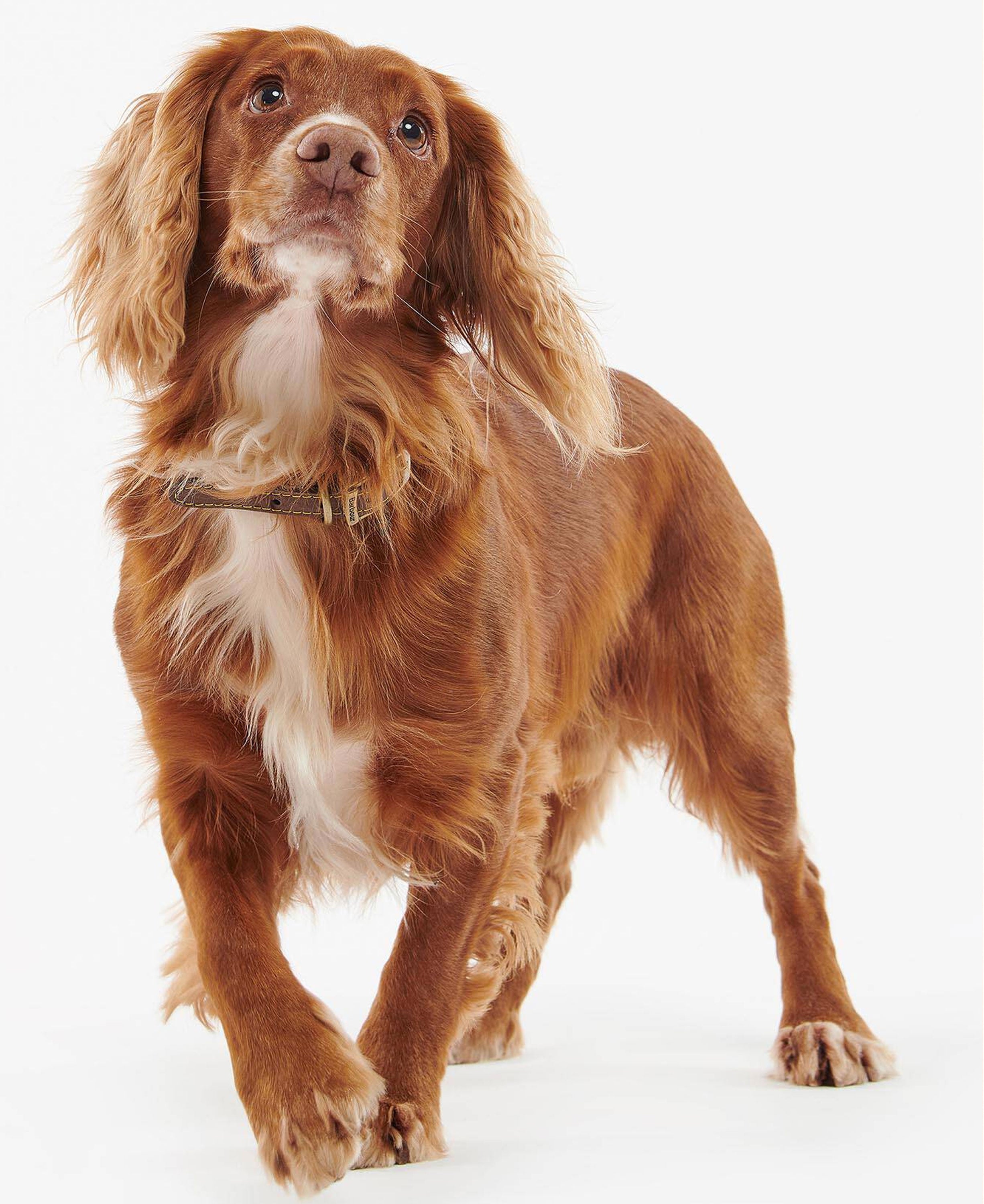 Leather Dog Collar - Brown