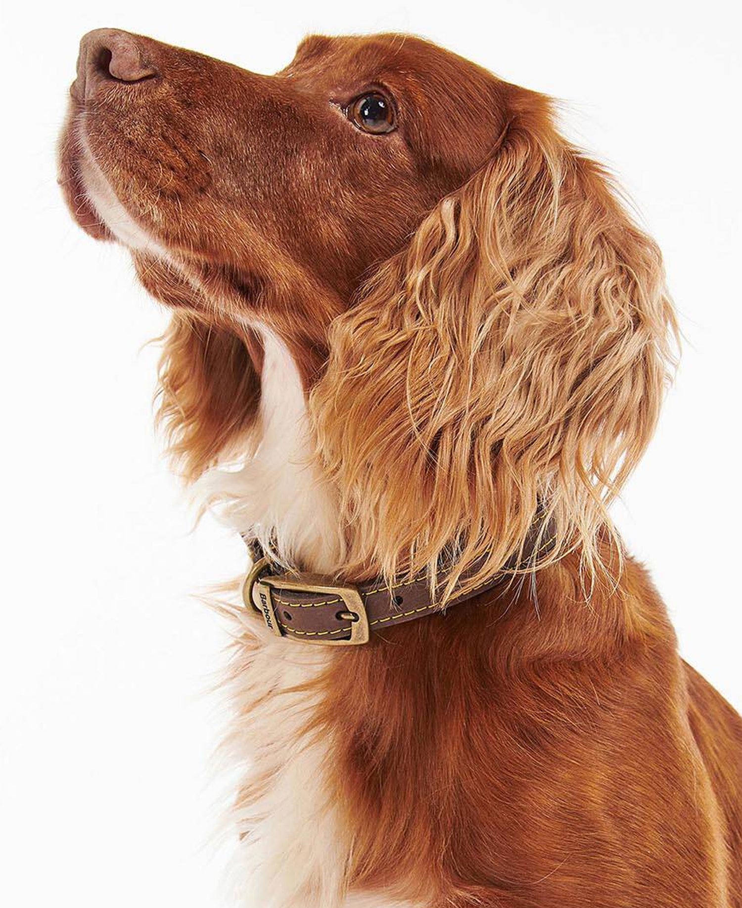 Leather Dog Collar - Brown