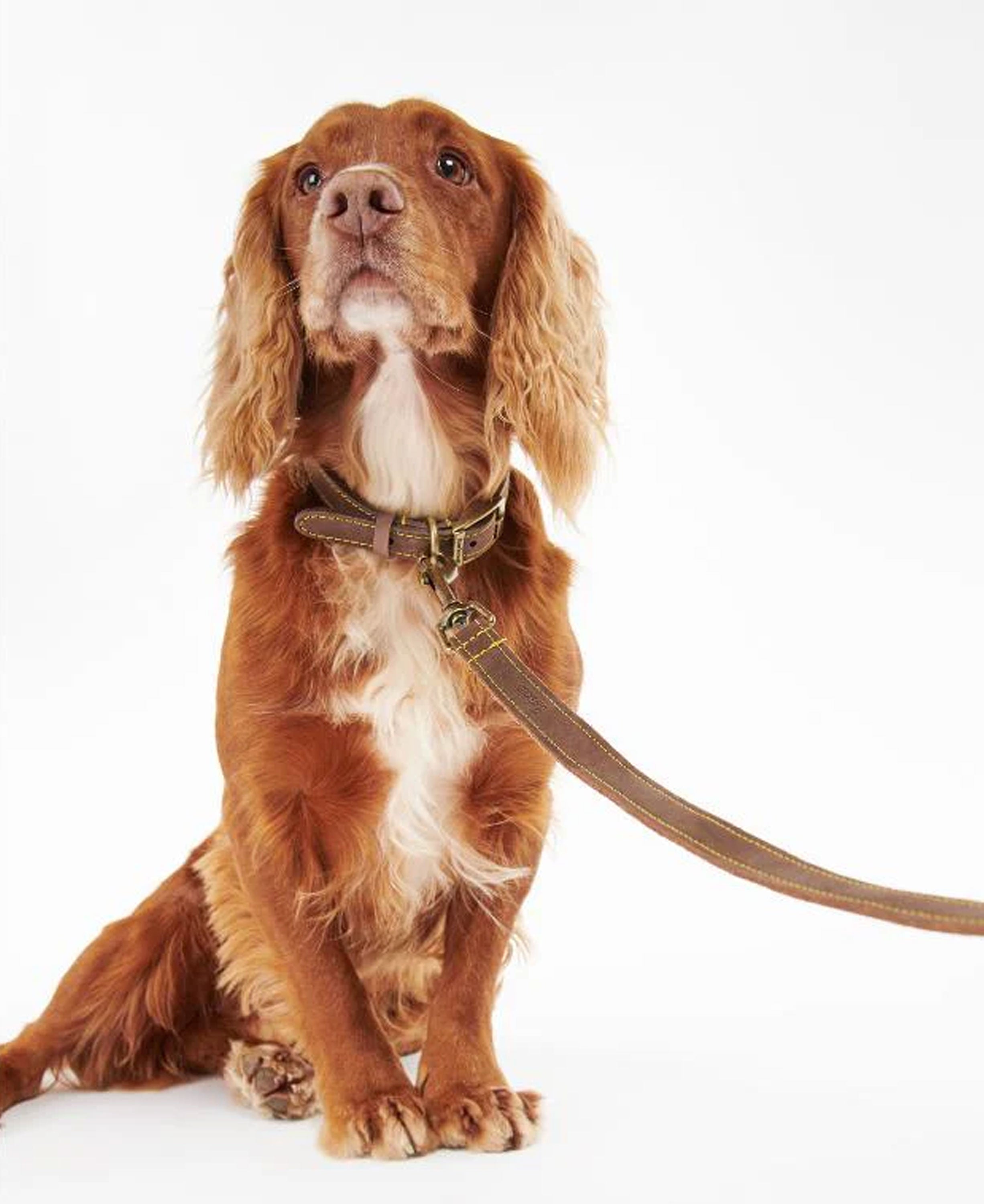 Leather Dog Lead - Brown