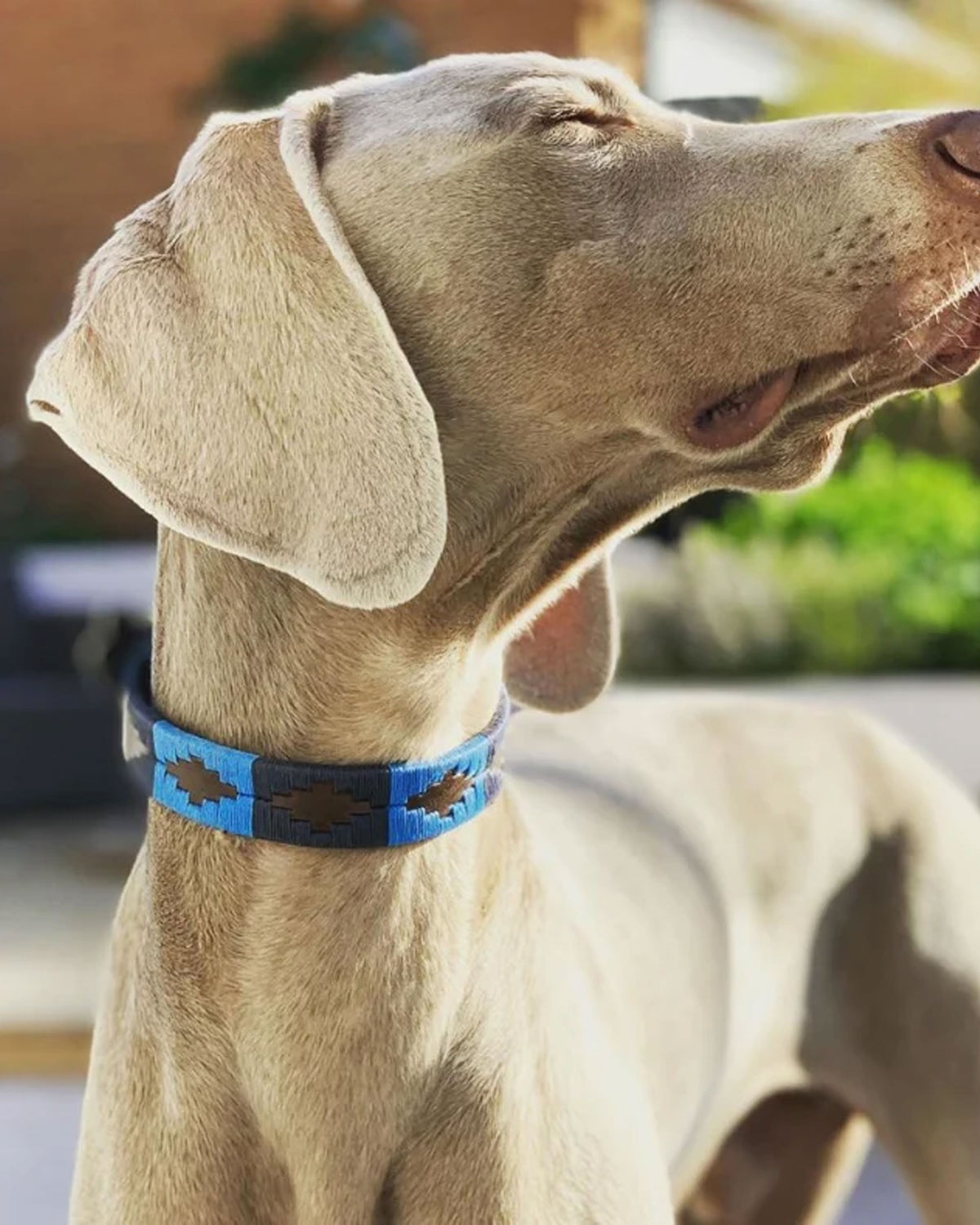 Pampa Dog Collar - Azules