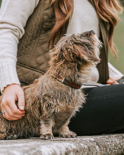 Pampa Dog Collar - Caza