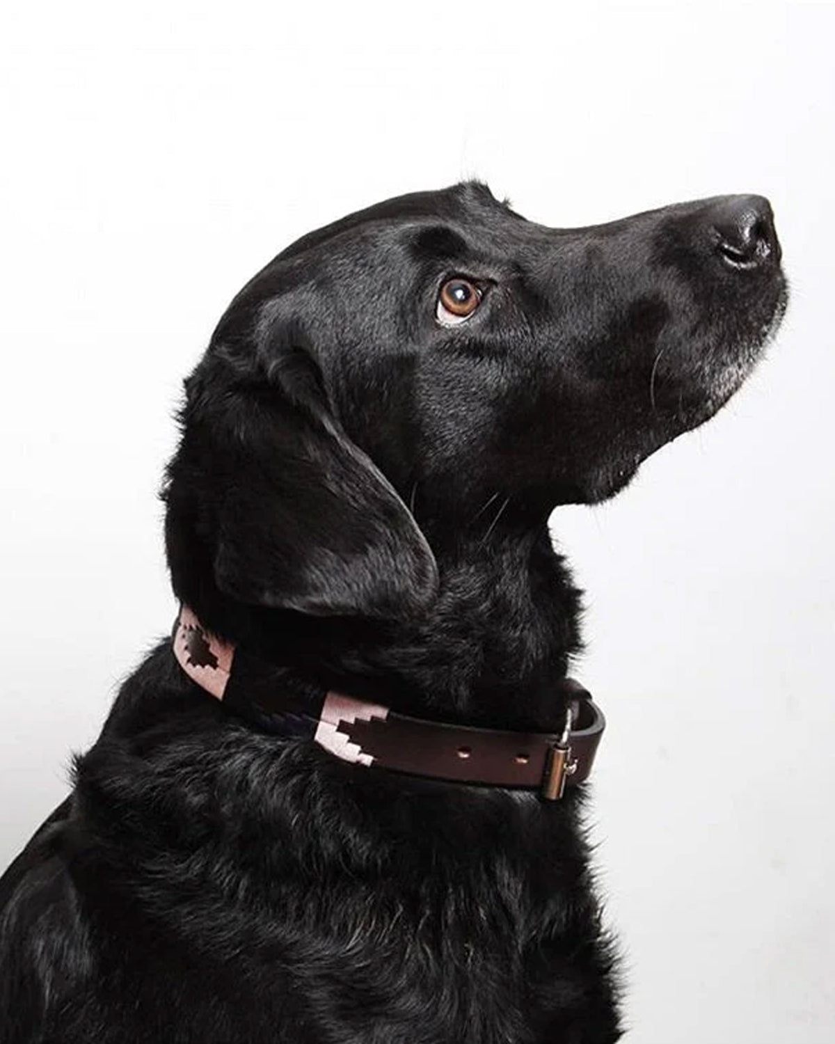 Pampa Dog Collar - Hermoso