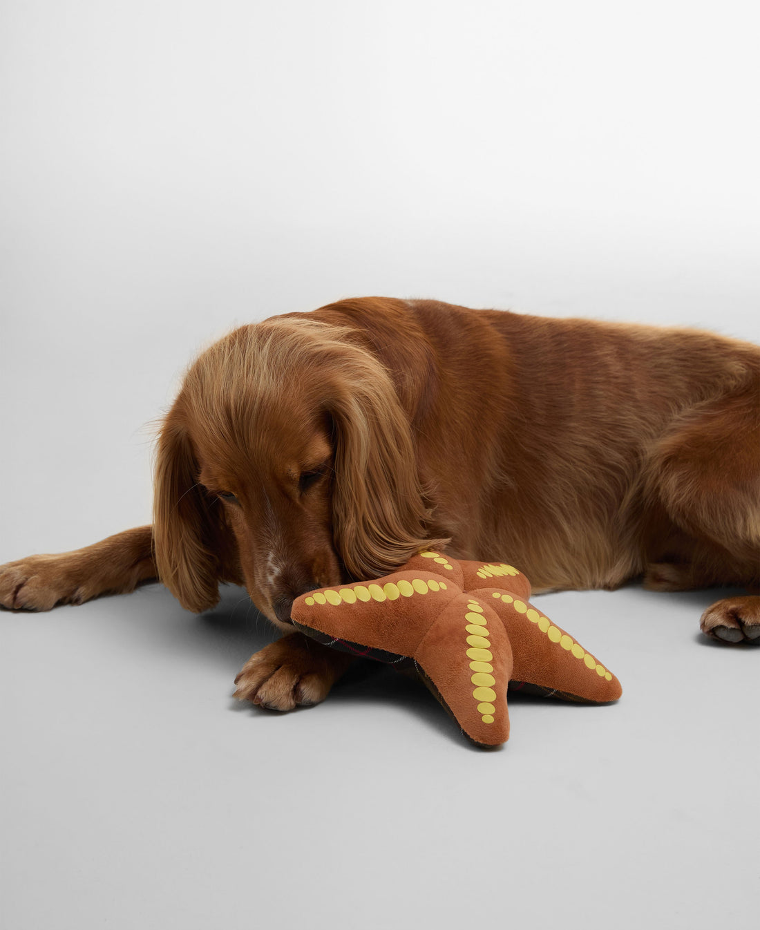 Starfish Dog Toy