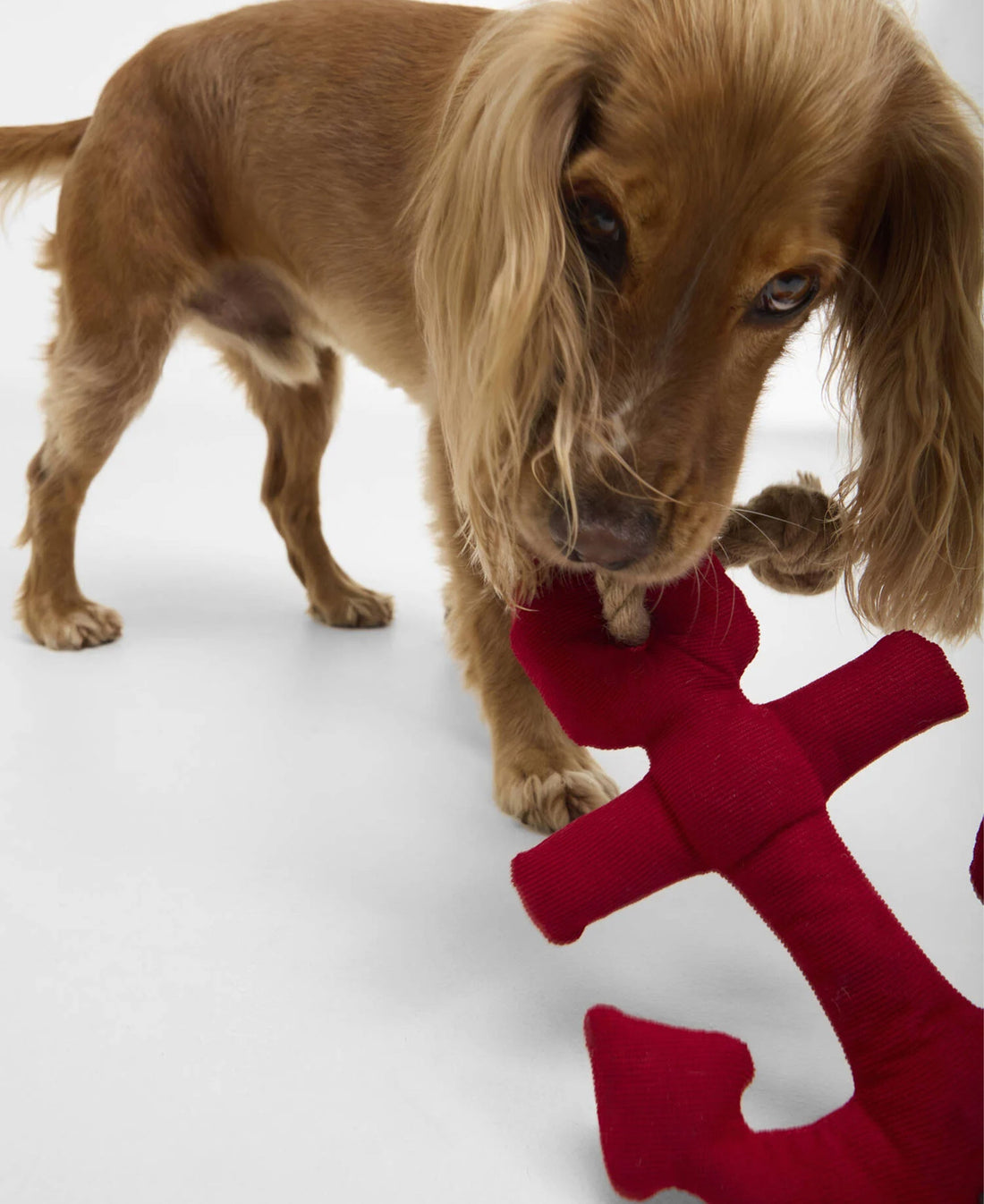 Dog Anchor Toy - Red