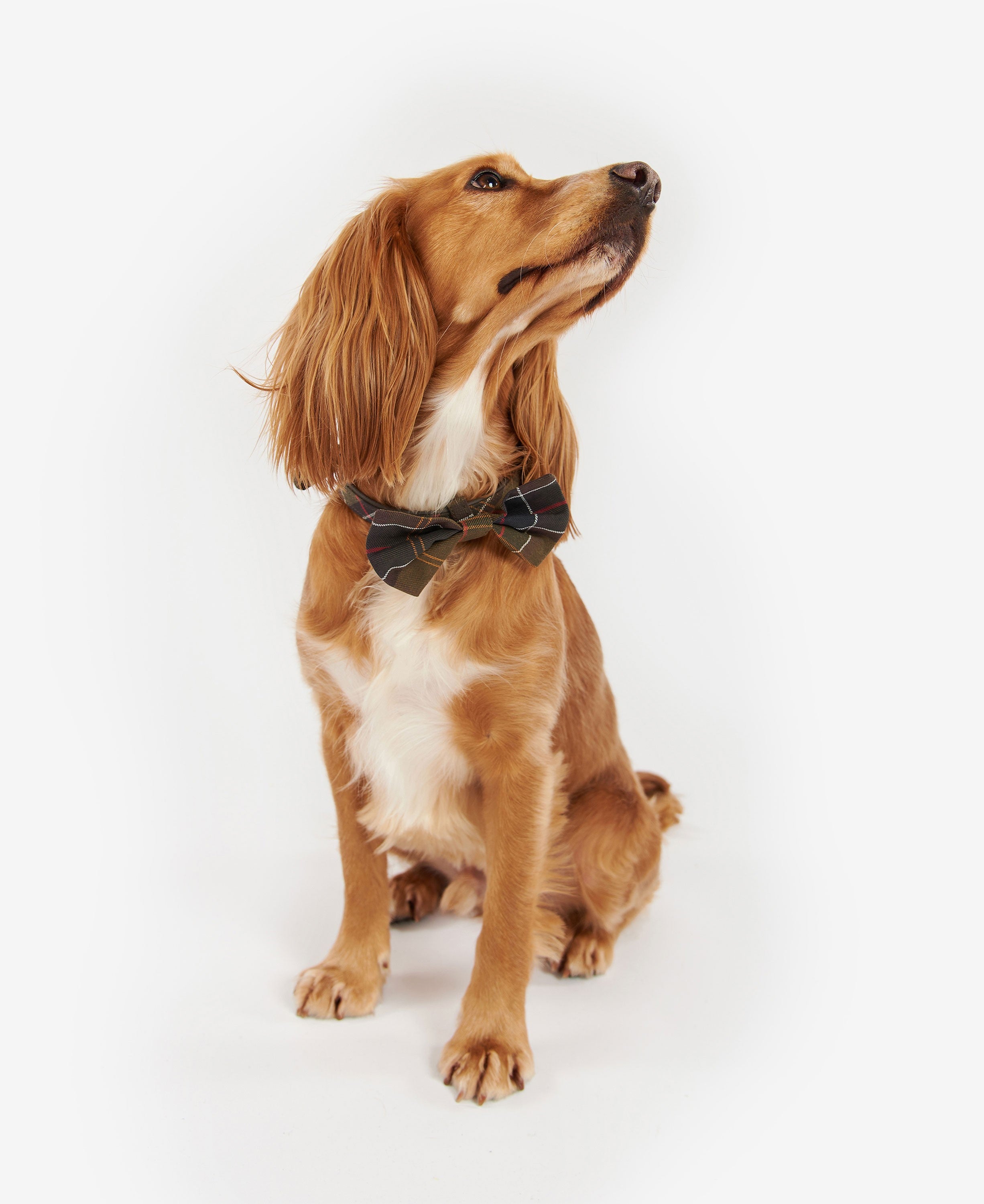 Tartan Dog Bow Tie - Classic Tartan