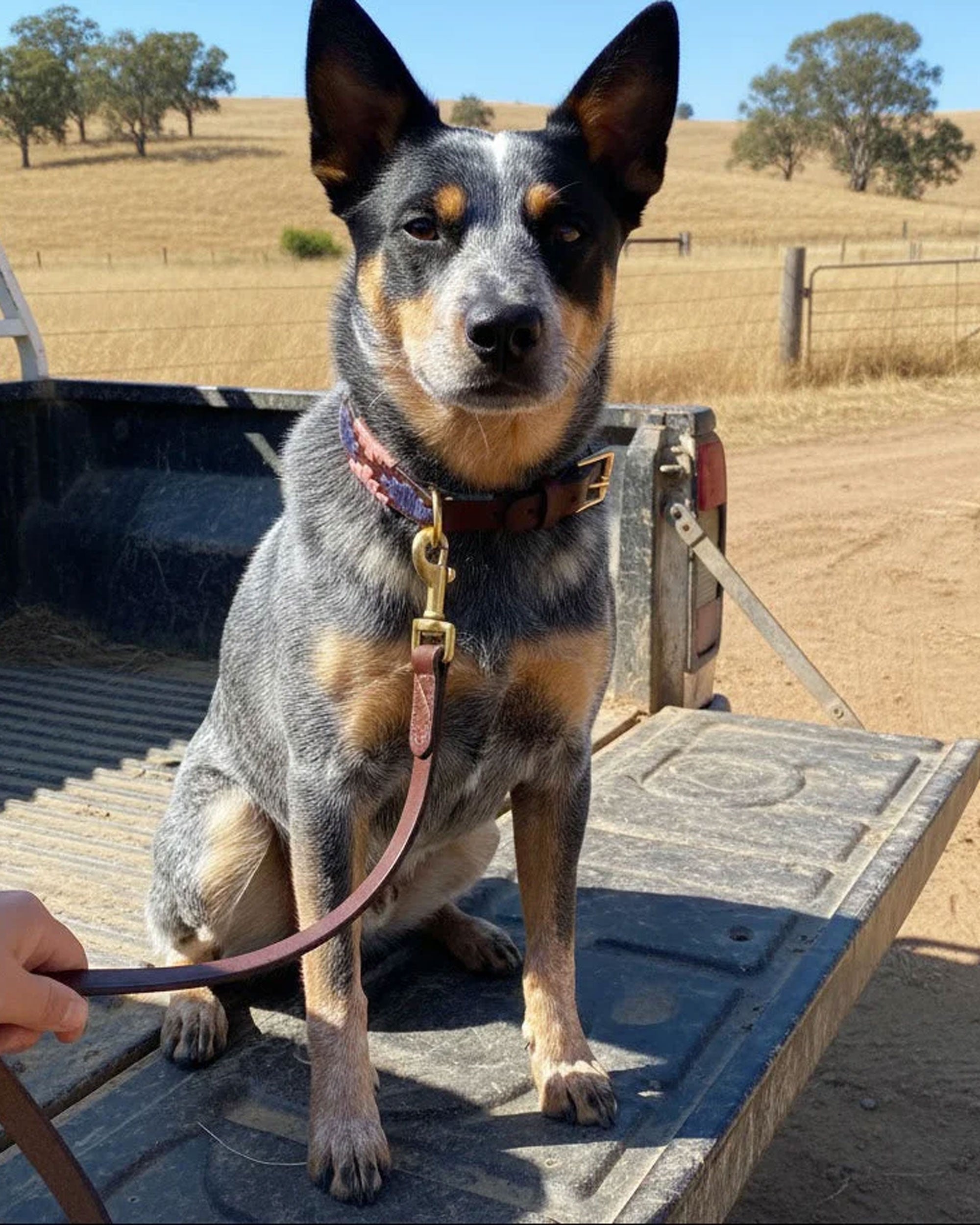 Polo Collar - Annabel