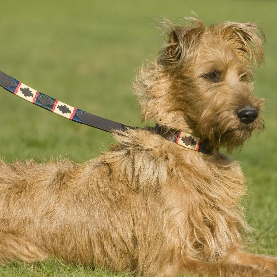 Polo Belt Style Dog Lead - Red