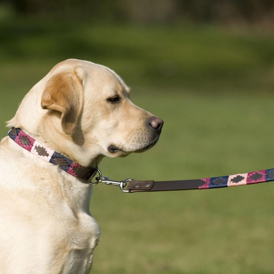 Polo Belt Style Dog Lead - Berry/Navy/Pink