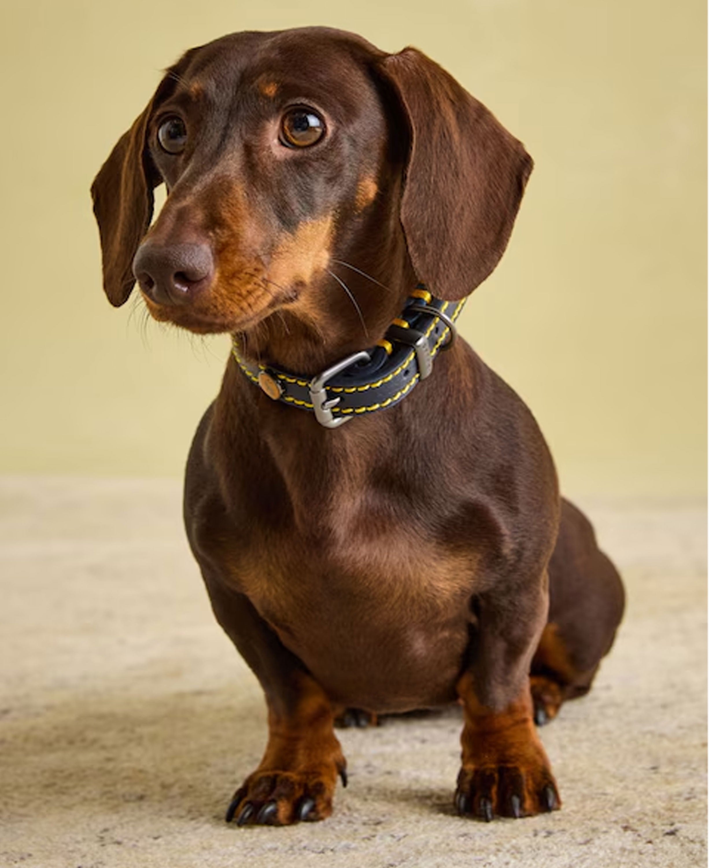 Leather Collar Small - Navy
