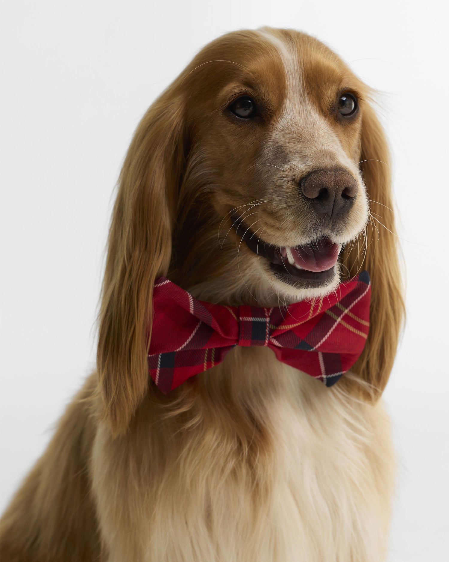 Tartan Dog Bow Tie - Cardinal Tartan