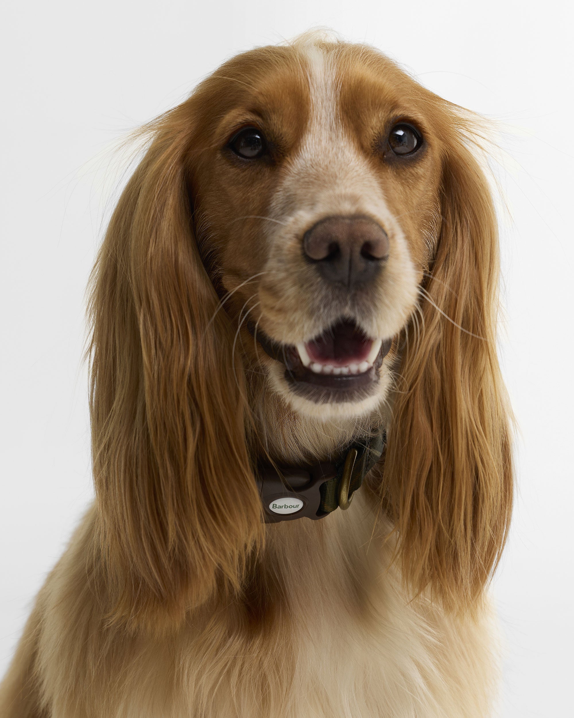 Tartan Printed Dog Collar - Classic Tartan