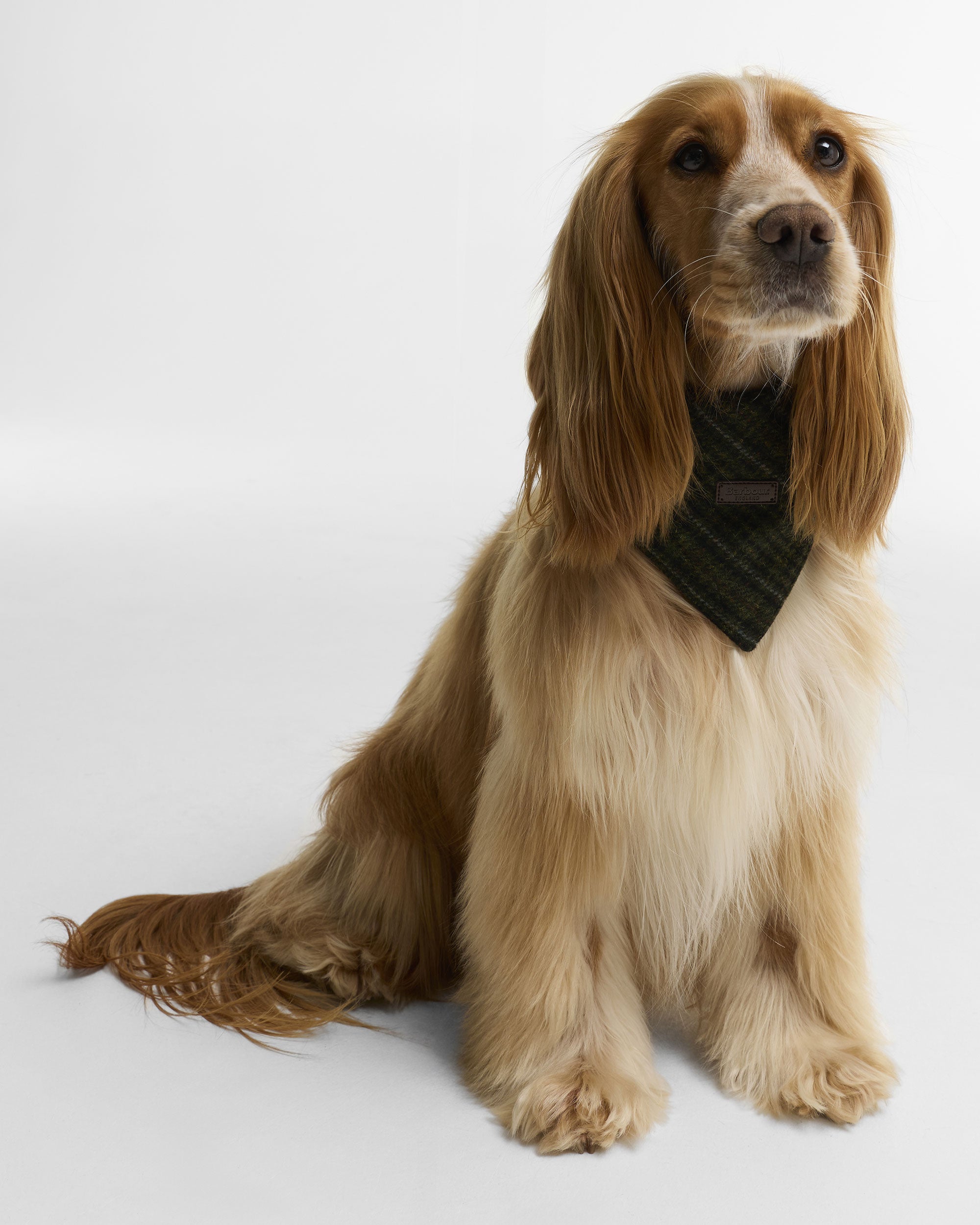 Wilkin Dog Bandana - Olive Check