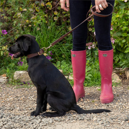 Dog Lead - Marron Fonce