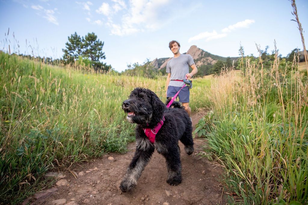 Ruffwear front clearance